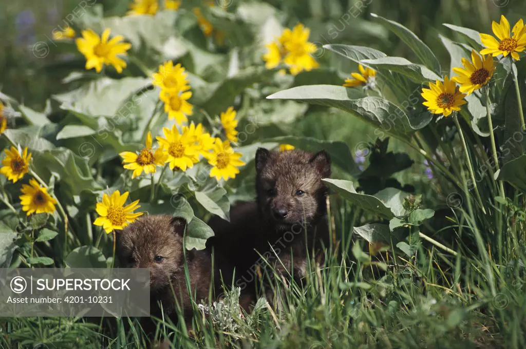 Timber Wolf (Canis lupus) pups among flowers, temperate North America