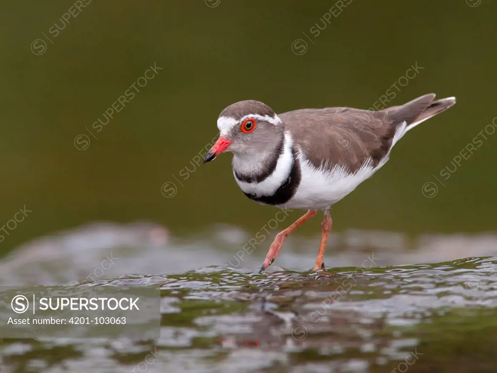 Three-banded Plover (Charadrius tricollaris), South Africa