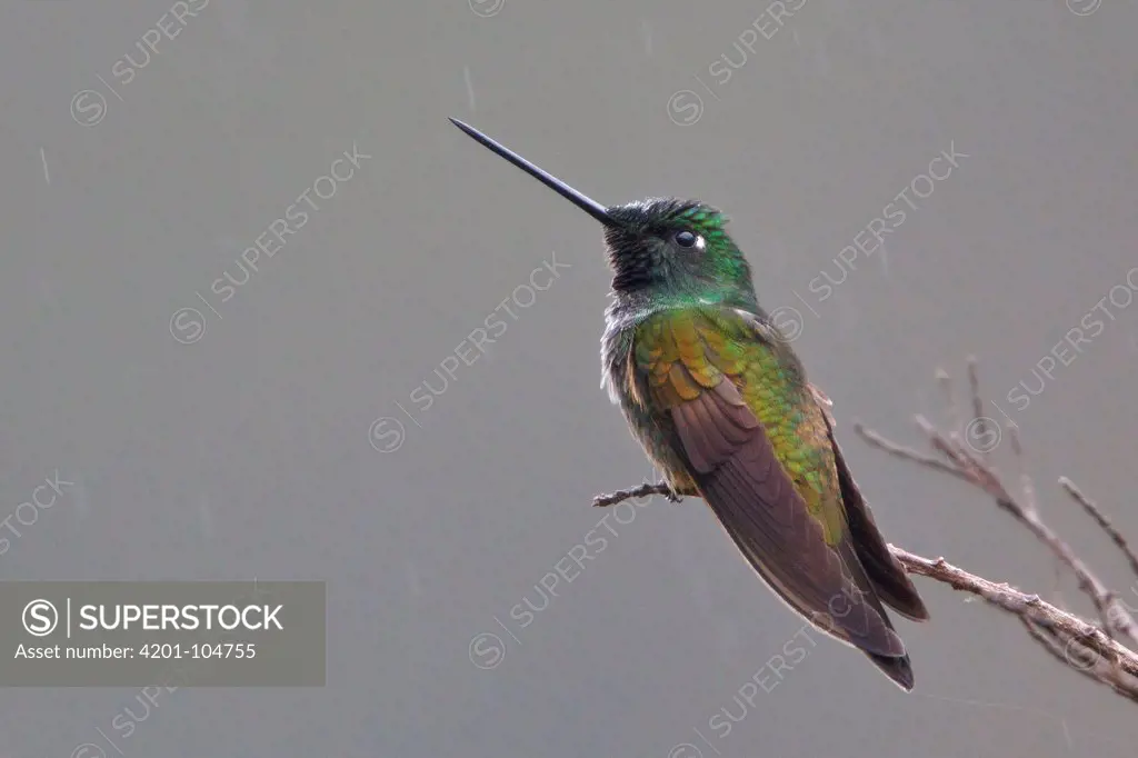 Violet-throated Starfrontlet (Coeligena violifer), Bosque Unchog Reserve, Peru