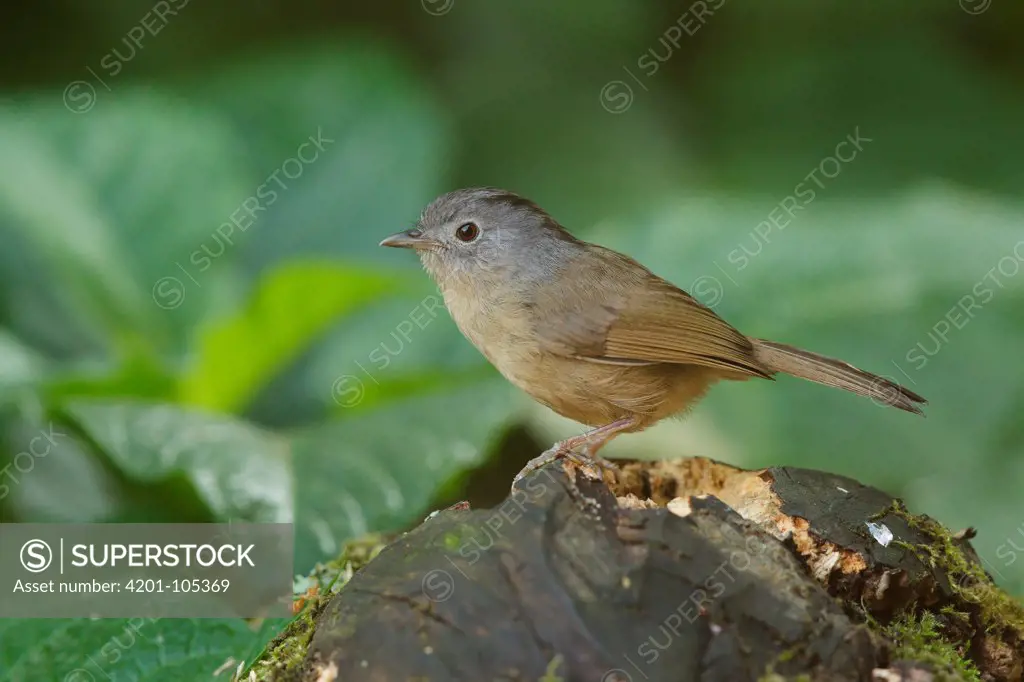 Grey-cheeked Fulvetta (Alcippe morrisonia), Doi Inthanon National Park, Thailand