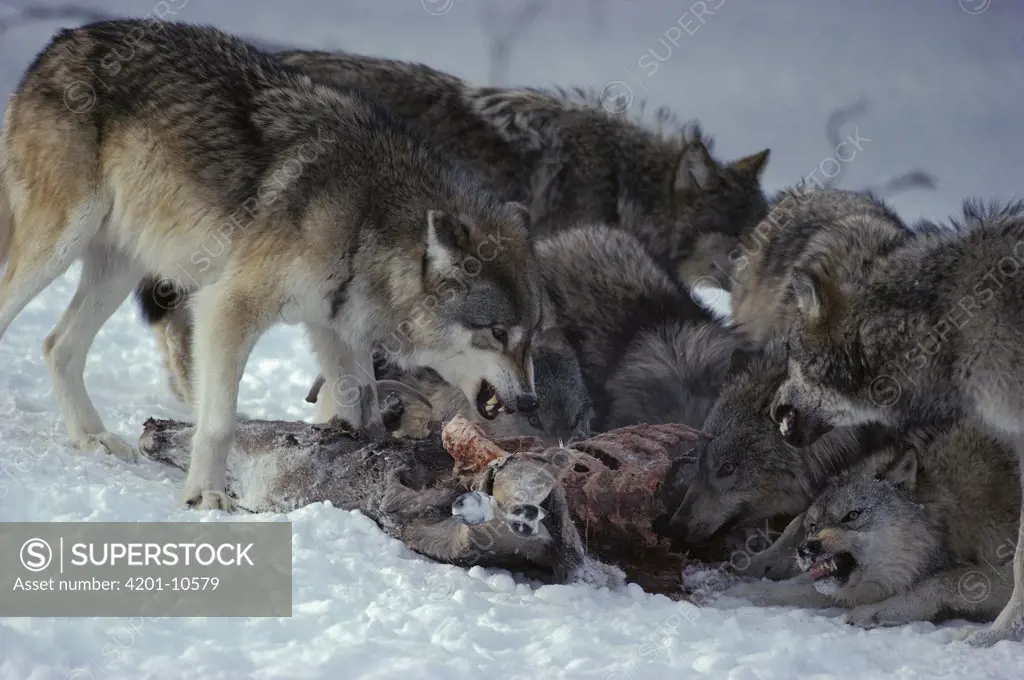 Timber Wolf (Canis lupus) asserting dominance as pack is feeding on White-tailed Deer (Odocoileus virginianus) carcass, Minnesota