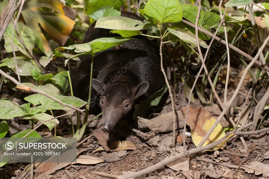 Southern Anteater (Tamandua tetradactyla), Lima, Peru