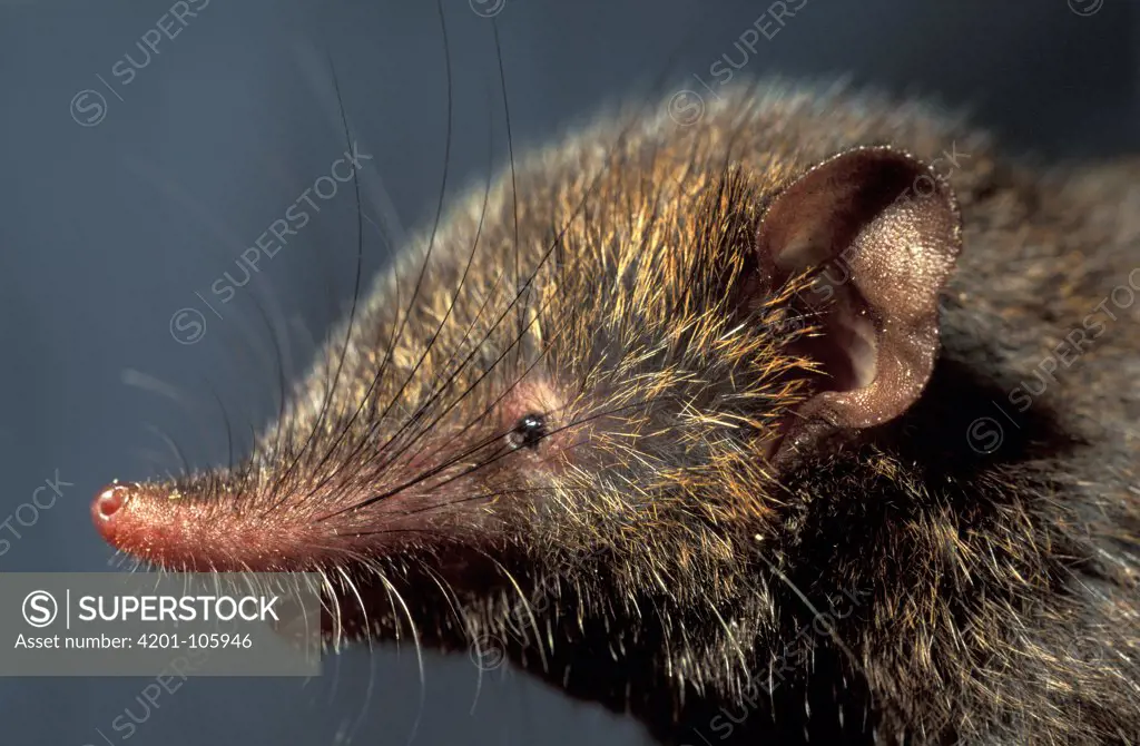 Montane Shrew Tenrec (Microgale monticola), Madagascar