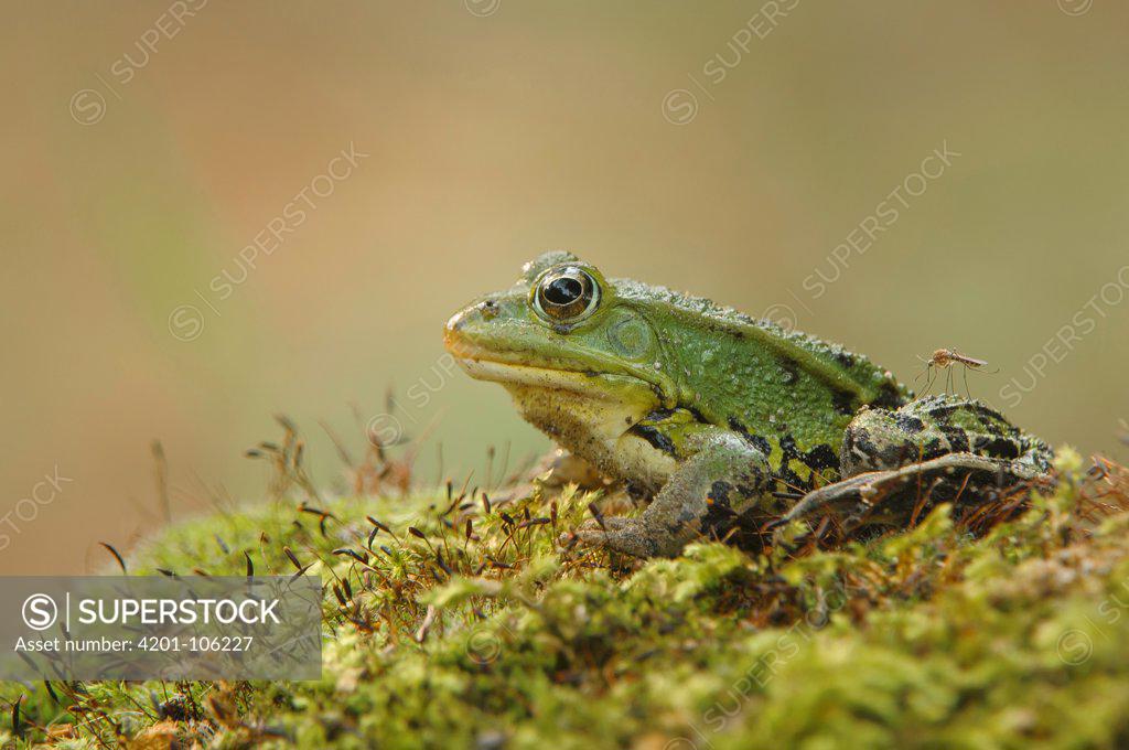Moss Frog stock photo - Minden Pictures