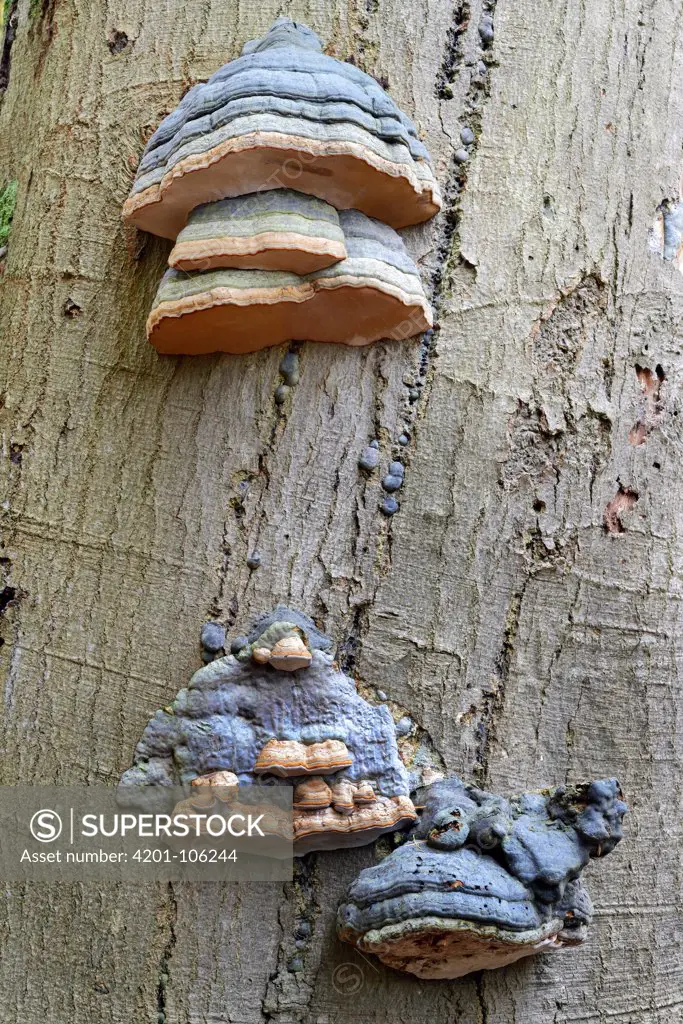 Touchwood Fungus (Fomes fomentarius) mushrooms on tree trunk, Netherlands