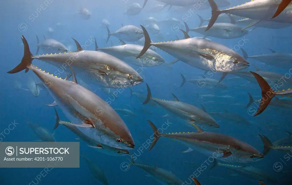 Atlantic Bluefin Tuna (Thunnus thynnus) school, Turkey