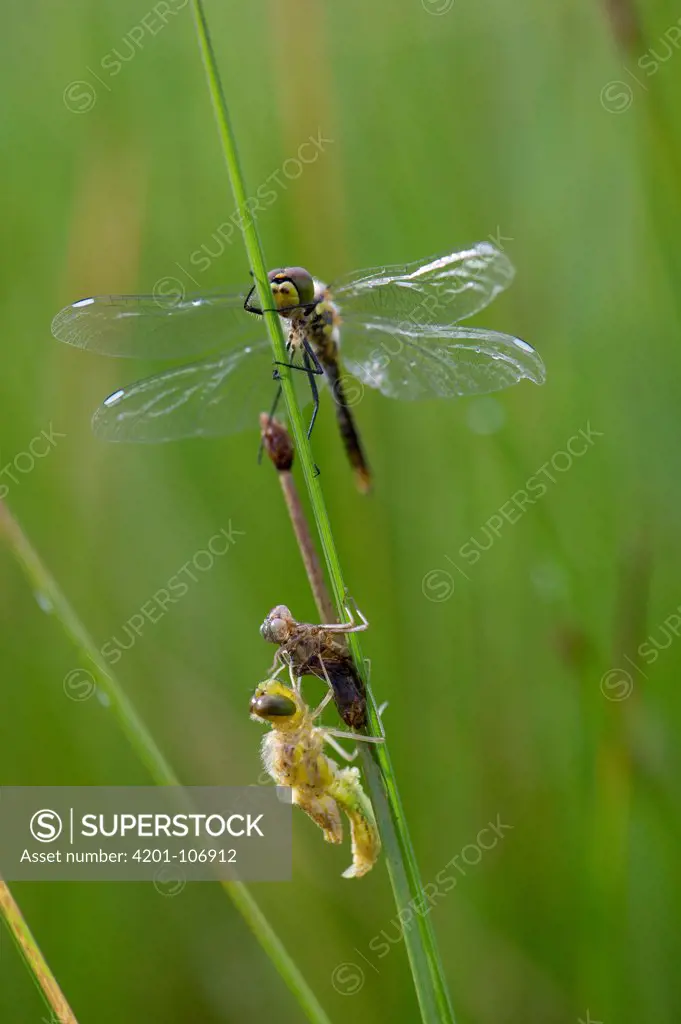 Black Darter (Sympetrum danae) dragonfly with newly emerged individual, Alaska