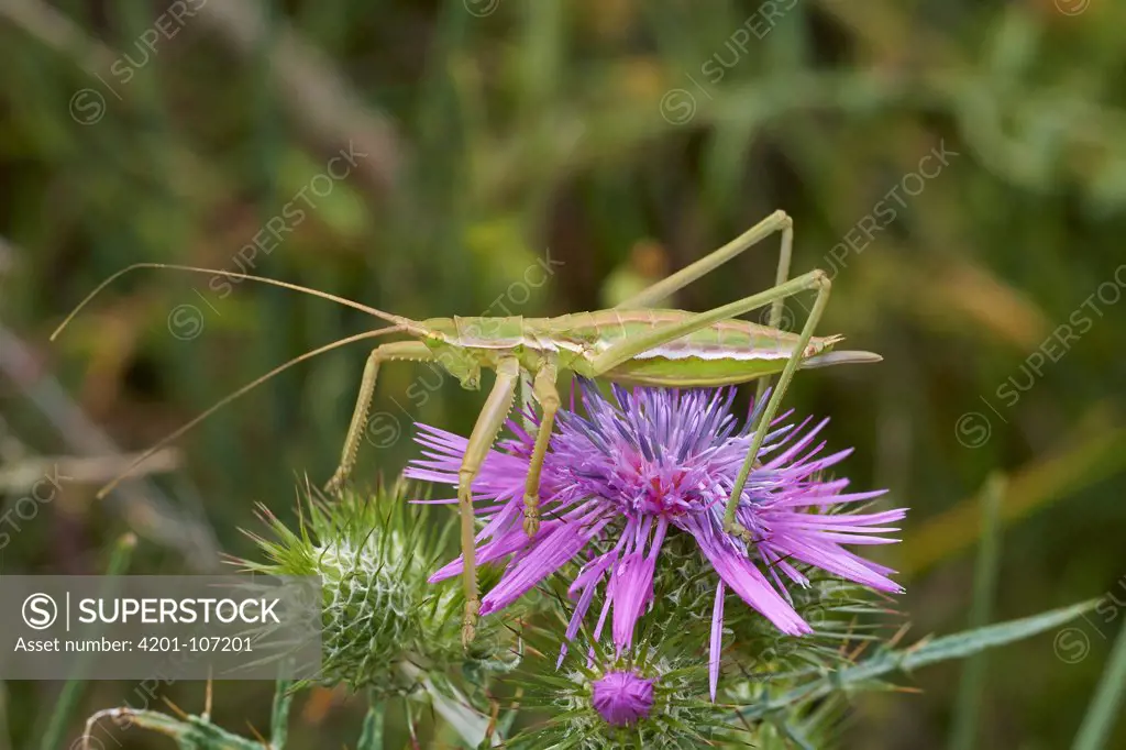 Katydid (Saga hellenica), Corfu, Greece