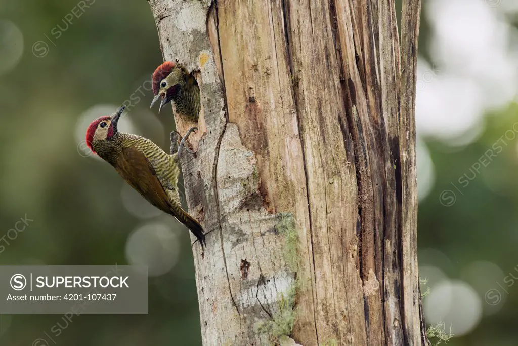 Golden-olive Woodpecker (Colaptes rubiginosus) adult and chick at nest hole, Andes, Ecuador