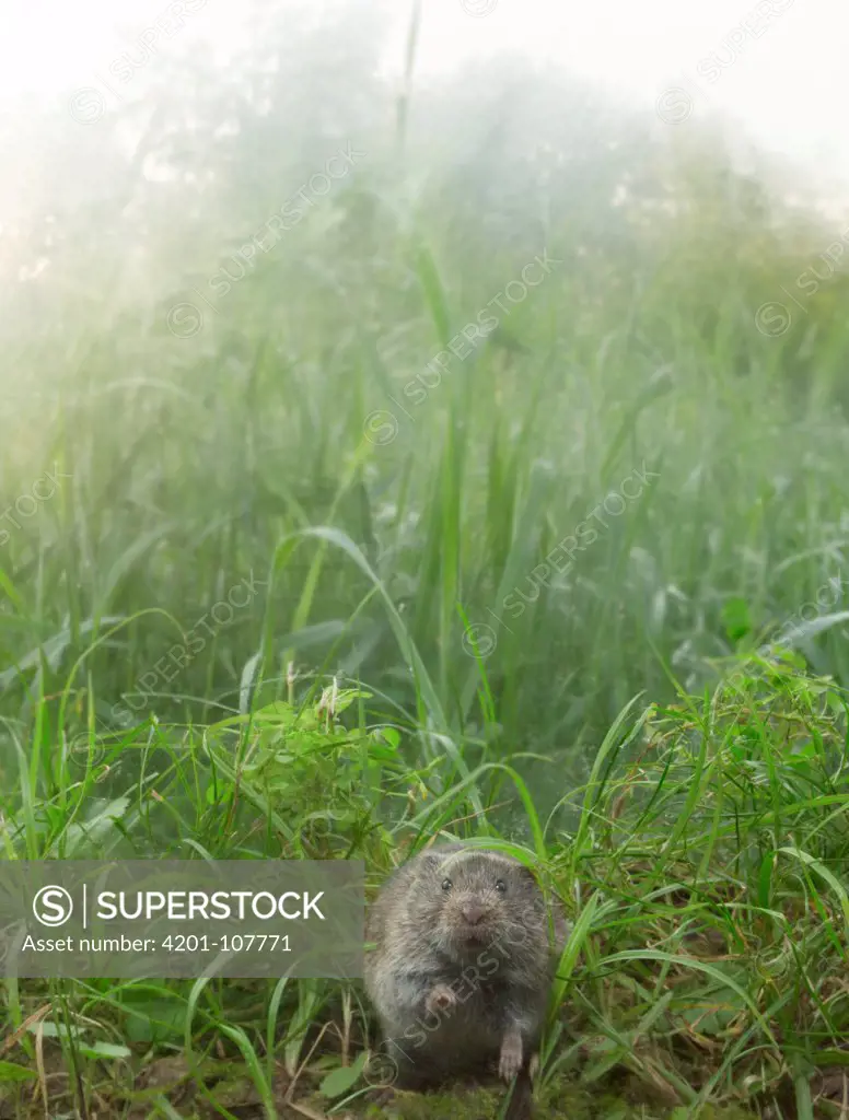 Prairie Vole (Microtus ochrogaster) in prairie in summer, North America