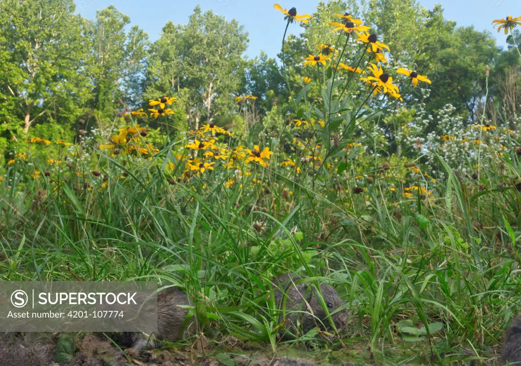 Prairie Vole (Microtus ochrogaster) pair in prairie in summer, North America