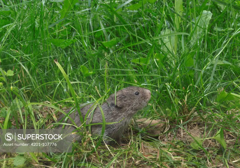 Prairie Vole (Microtus ochrogaster) in prairie in summer, North America