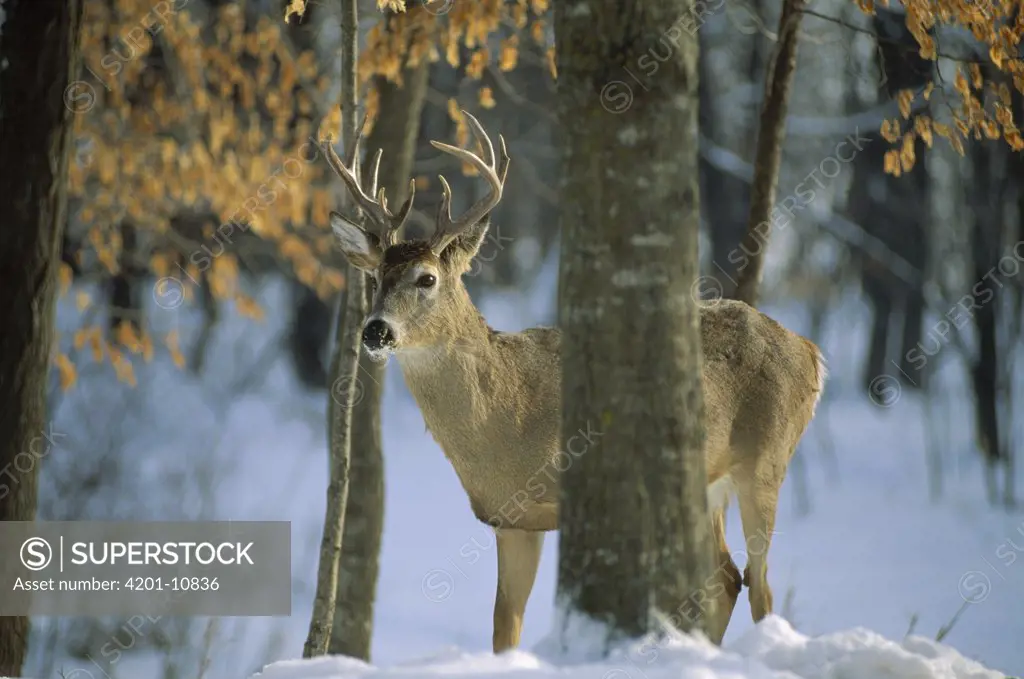 White-tailed Deer (Odocoileus virginianus) male in forest, Minnesota