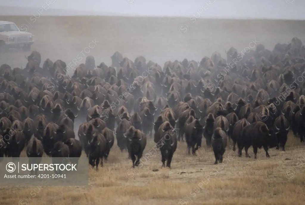 American Bison (Bison bison) herd stampeding, South Dakota