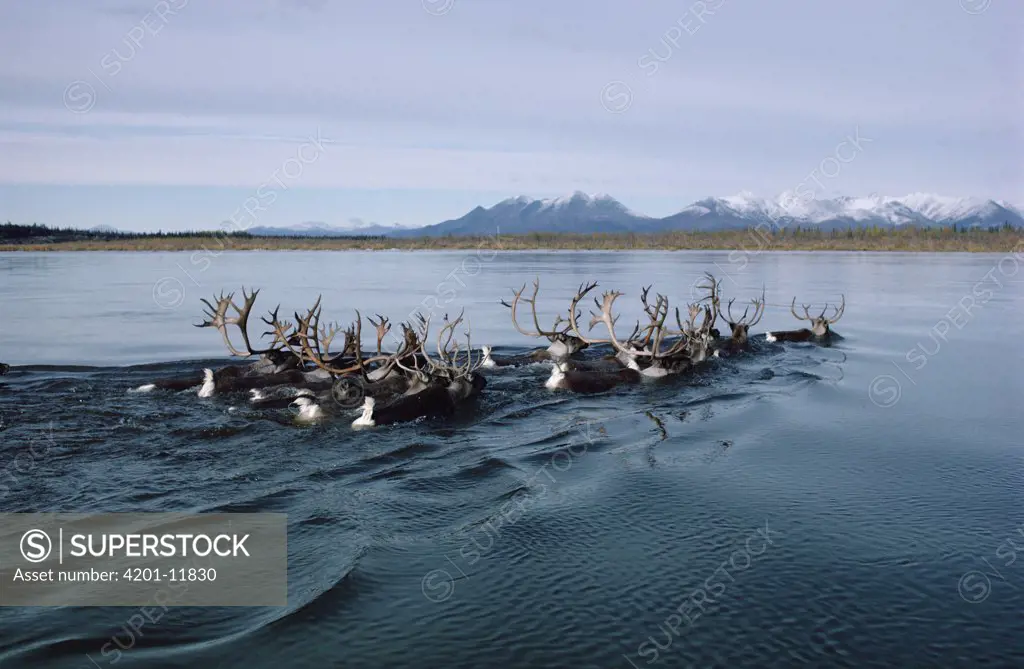 Caribou (Rangifer tarandus) of the western Arctic Herd swimming across the Kobuk River during migration to their winter range, Alaska