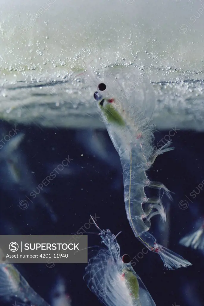 Antarctic Krill (Euphausia superba) feeding on algae-covered ice, a small shrimp-like crustacean is the most important zooplankton in the Antarctic food web, Antarctica