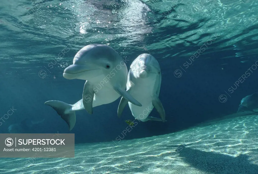 Bottlenose Dolphin (Tursiops truncatus) underwater pair, Hawaii