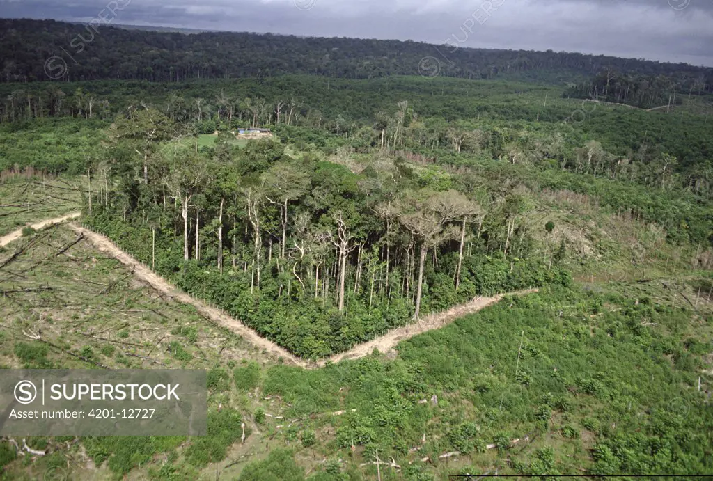 Deforestation study plot, biological dynamics for forest fragments project near Manaus, Brazil