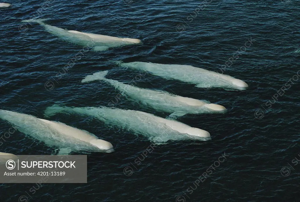 Beluga (Delphinapterus leucas) group swimming and molting, Cunningham Inlet shallows, Northwest Territories, Canada