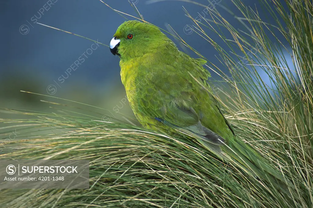 Antipodes Parakeet (Cyanoramphus unicolor) portrait in tussock grass, Antipodes Island, New Zealand