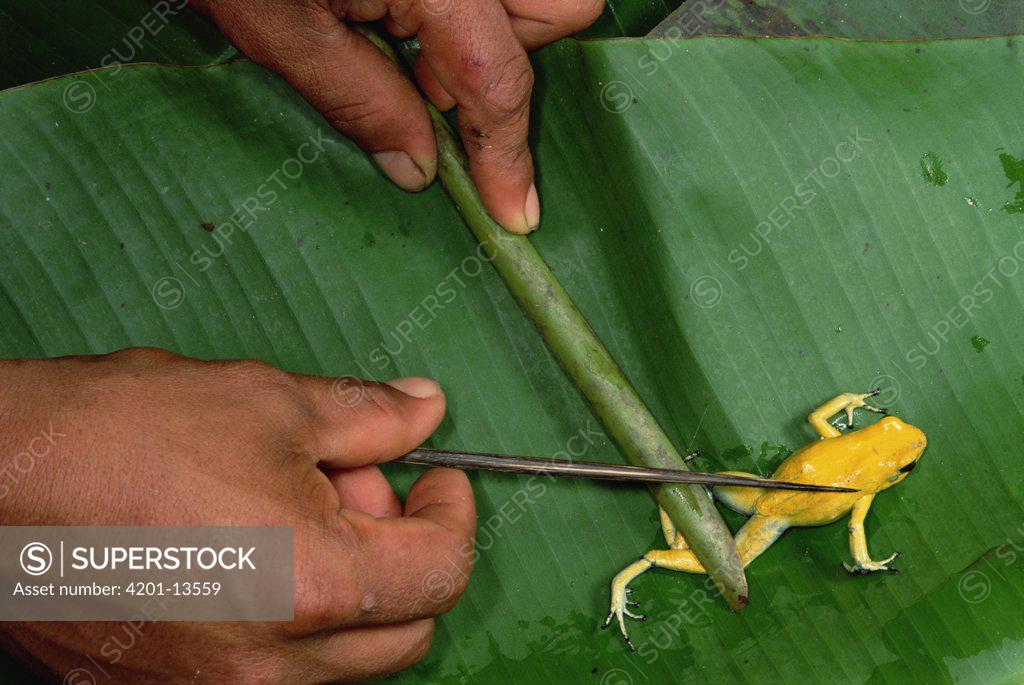 The golden poison dart frog: 'Like holding a loaded gun' – video