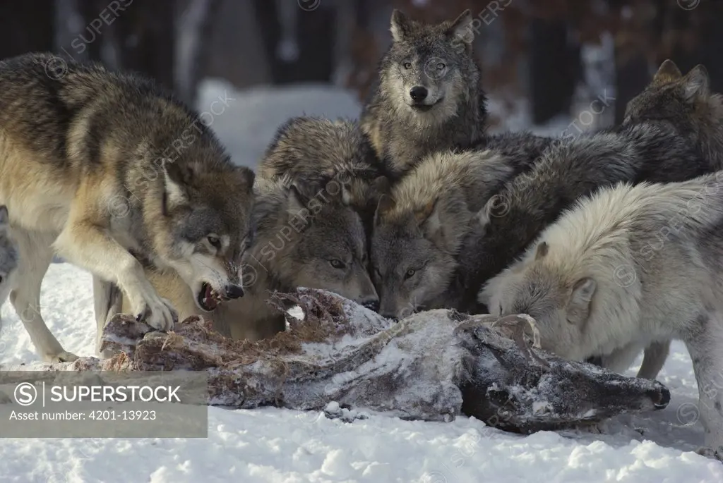 Timber Wolf (Canis lupus) pack feeding on White-tailed Deer (Odocoileus virginianus) carcass, Minnesota