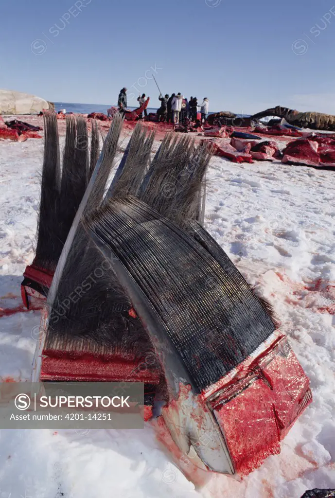 Bowhead Whale (Balaena mysticetus) harvested baleen, Barrow, Alaska