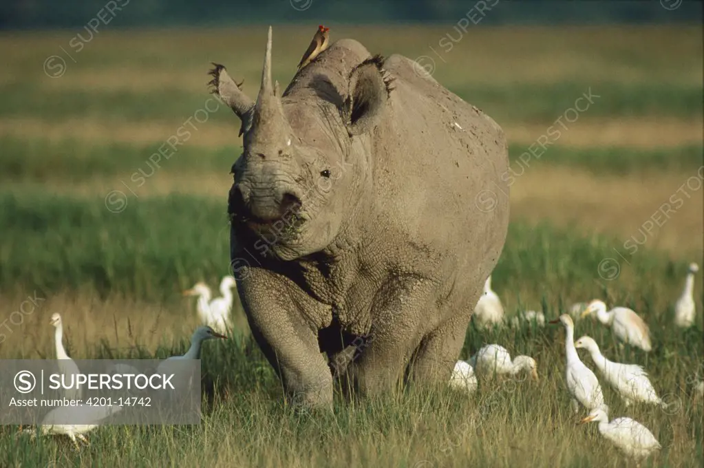 Black Rhinoceros (Diceros bicornis) grazing in grassland surrounded by a flock of Cattle Egrets (Bubulcus ibis), Ngorongoro Crater, Tanzania
