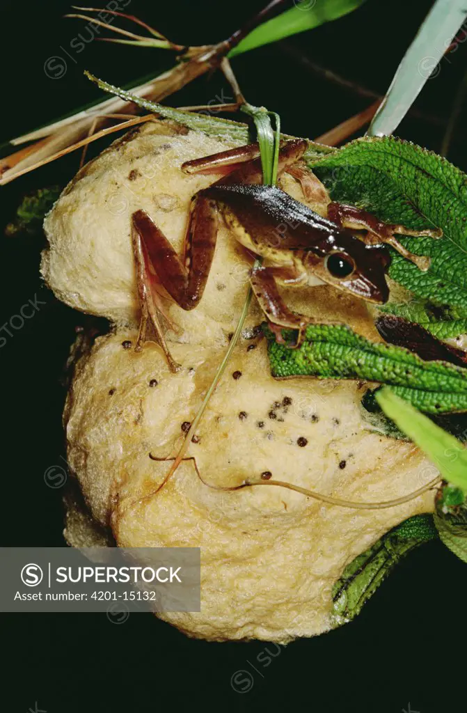 Frog (Anura) atop its egg mass, Tam Dao National Park, Vietnam