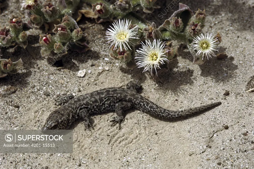 Island Night Lizard (Xantusia riversiana), native to San Nicolas, Santa Barbara and San Clemente Islands of Channel Islands National Park, California