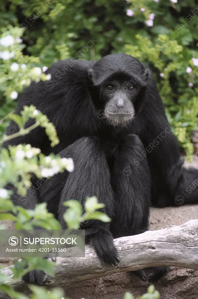 Siamang (Hylobates syndactylus) portrait, native to Malaysia and Sumatra