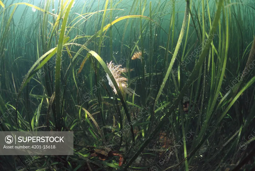 Nudibranch on Seagrass, underwater, Clayoquot Sound, Vancouver Island, British Columbia, Canada