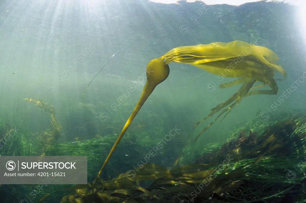 Bull Kelp (Nereocystis luetkeana) waving in underwater current, Clayoquot Sound, Vancouver Island, British Columbia, Canada