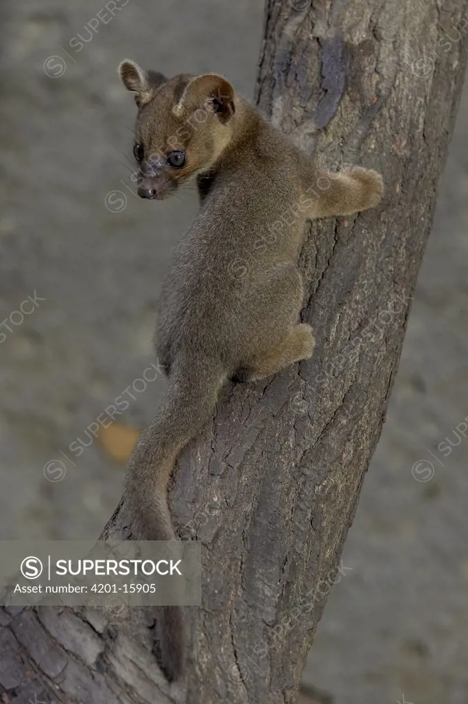 Fossa (Cryptoprocta ferox) baby climbing log, endangered, native to Madagascar