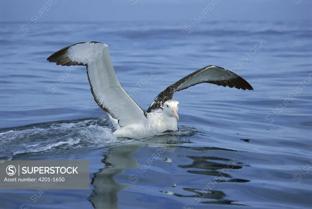 Antipodean Albatross (Diomedea antipodensis) landing, Kaikoura, New Zealand