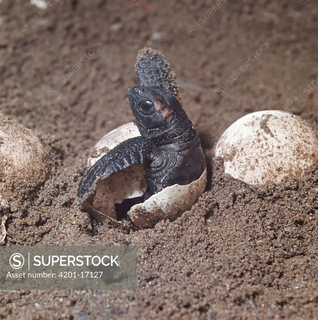 Loggerhead Sea Turtle (Caretta caretta) hatchling emerging from underground nest on sandy beach, Australia