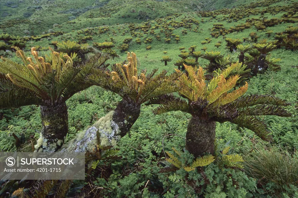 Gough Tree Fern (Blechnum palmiforme) clusters growing in waterlogged coastal plateau, Gough Island, South Atlantic