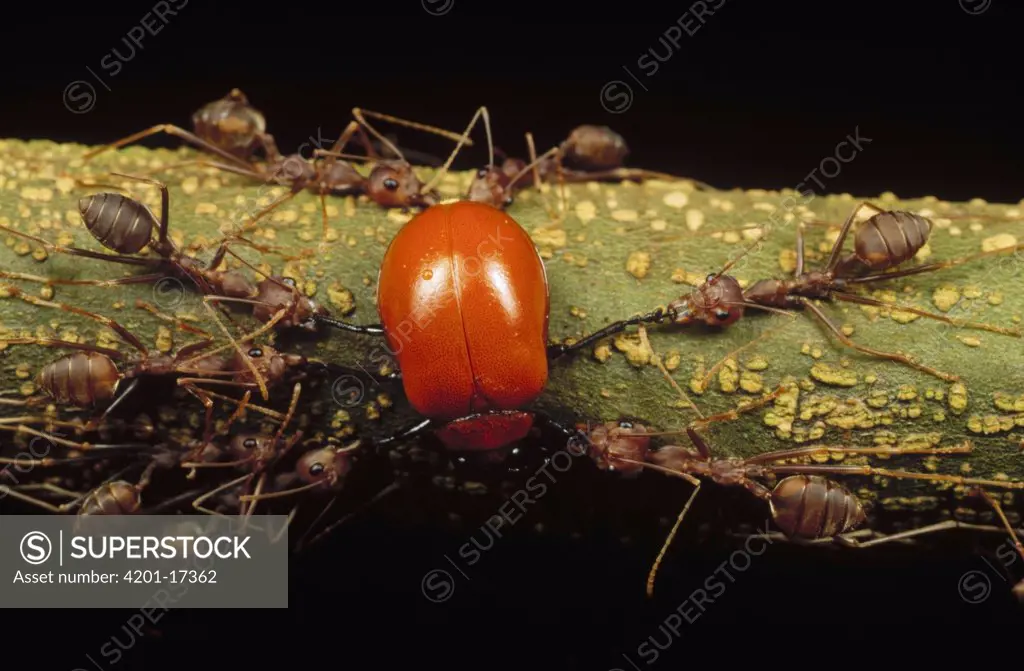 Weaver Ant (Oecophylla longinoda) group killing Leaf Beetle (Chrysomelidae), Gombak, Malaysia