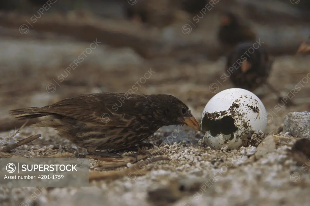 Sharp-beaked Ground-Finch (Geospiza difficilis) breaking into Nazca Booby (Sula granti) egg, Wolf Island, Galapagos Islands, Ecuador