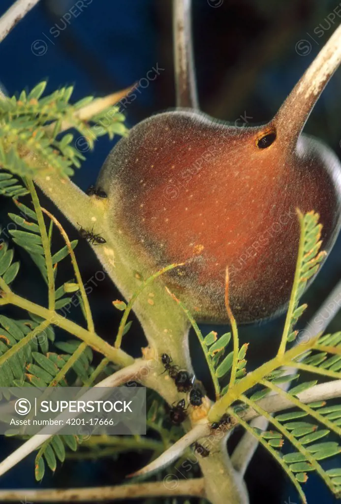 Whistling Thorn (Acacia drepanolobium) tree occupied by mutualist Ant (Crematogaster mimosae) the Ants attack anything eating their tree-protecting the tree's leaves, Africa