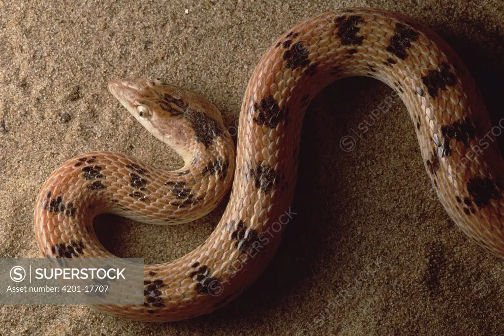 Maynard's Longnose Sand Snake (Lytorhyncus maynardi) portrait, near Zabul, Iran