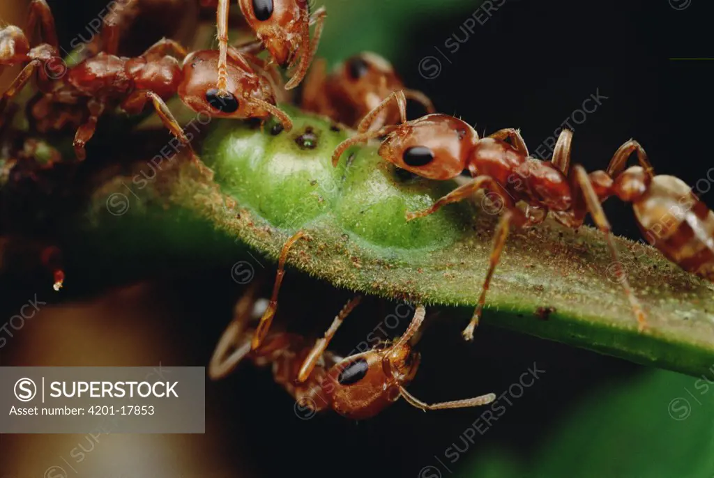 Ant (Pseudomyrmex sp) group drink nectar from Whistling Thorn (Acacia drepanolobium) acacia tree and protect the tree from leaf eating enemies ensuring mutual survival, Costa Rica