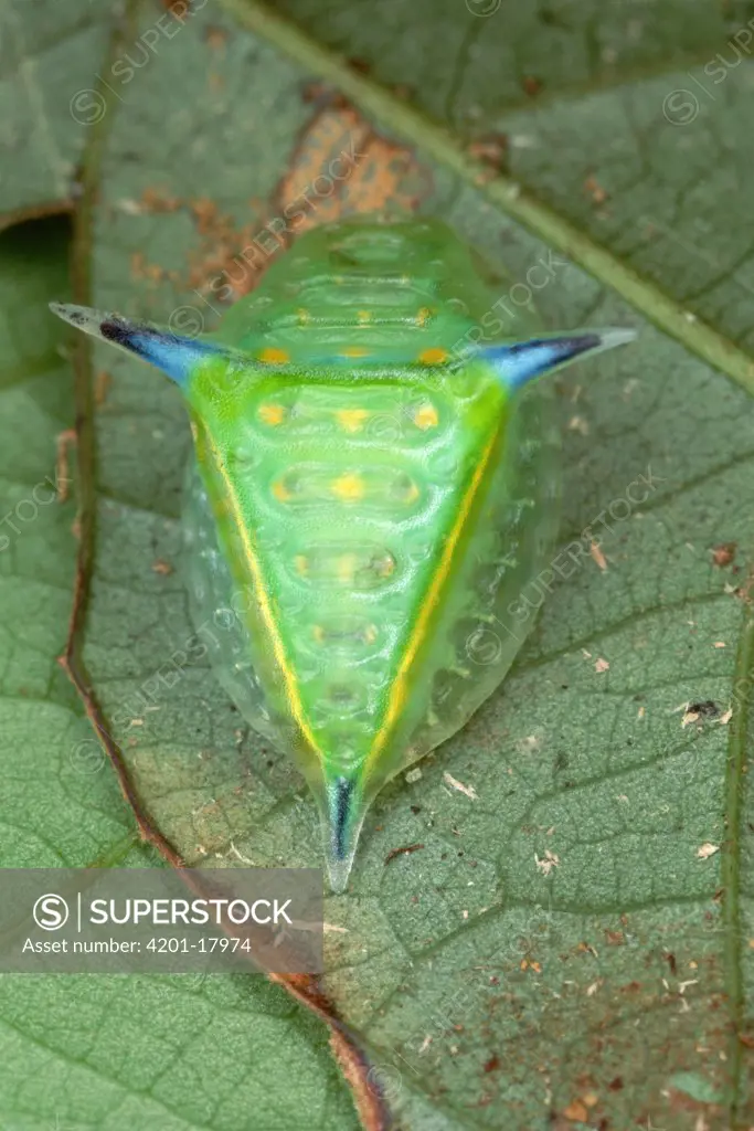 Slug Caterpillar (Setora fletcheri) backside view on leaf, Paracau, French Guiana