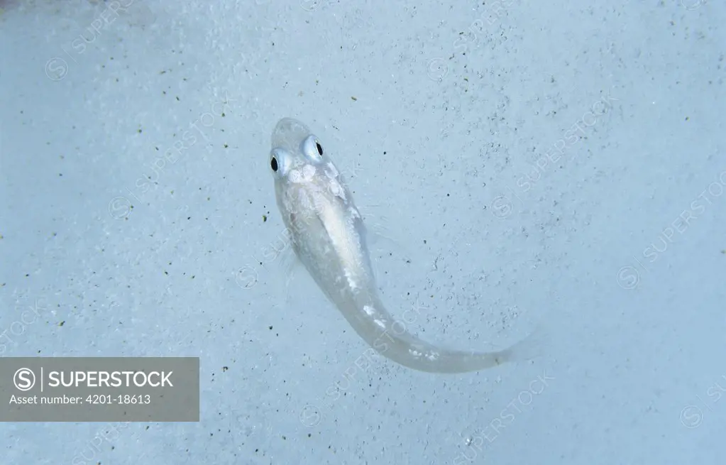 Bald Notothen (Pagothenia borchgrevinki) on iceberg, notothenioid fish uses antifreeze glycoproteins to keep from freezing in Antarctic water, Antarctica