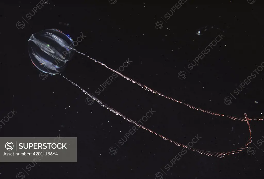 Comb Jelly (Mertensia ovum) tentacles splayed to catch prey, Arctic