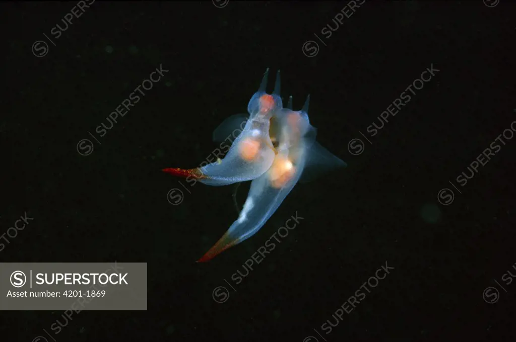 Naked Sea Butterfly (Clione limacina) mating, head tentacles and swimming wings are visible, York, Maine