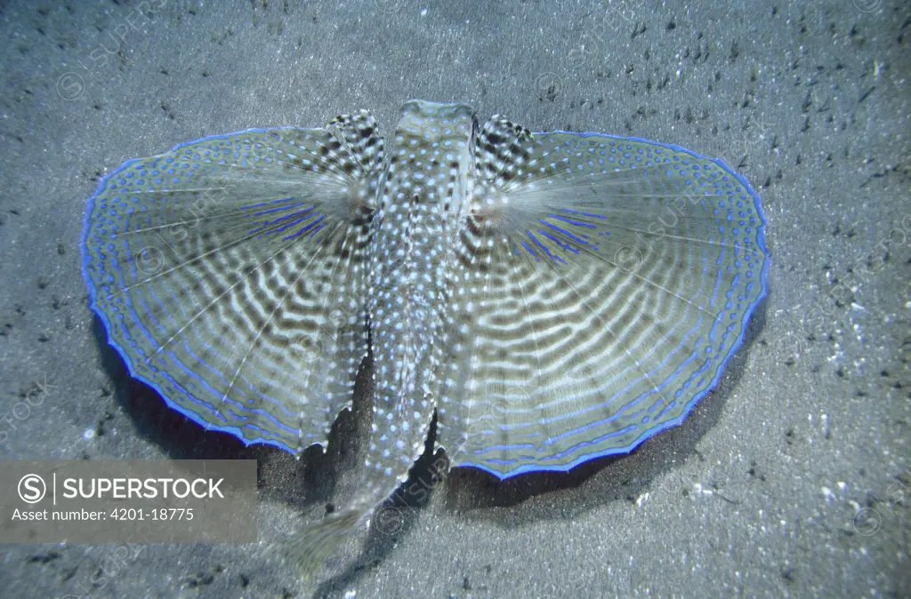 Batfish (Dactylopterus volitans) unfolds large wings to confuse and threaten predators, Saba Island, Netherlands Antilles, Caribbean