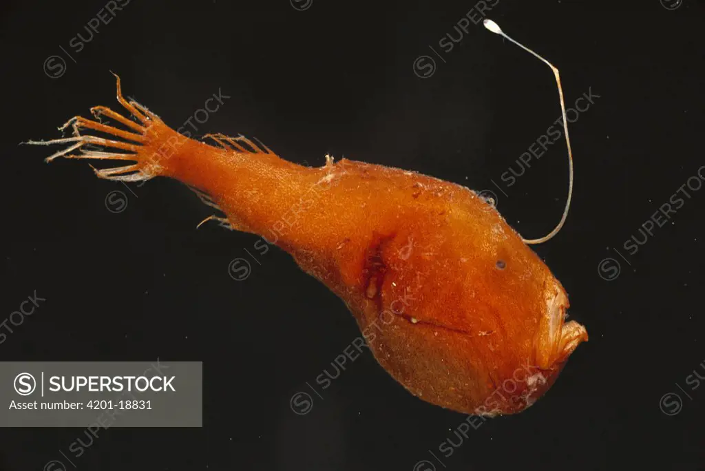 Triplewart Seadevil (Cryptopsaras couesii) a deep sea anglerfish uses fishing pole with luminous lure attracts prey