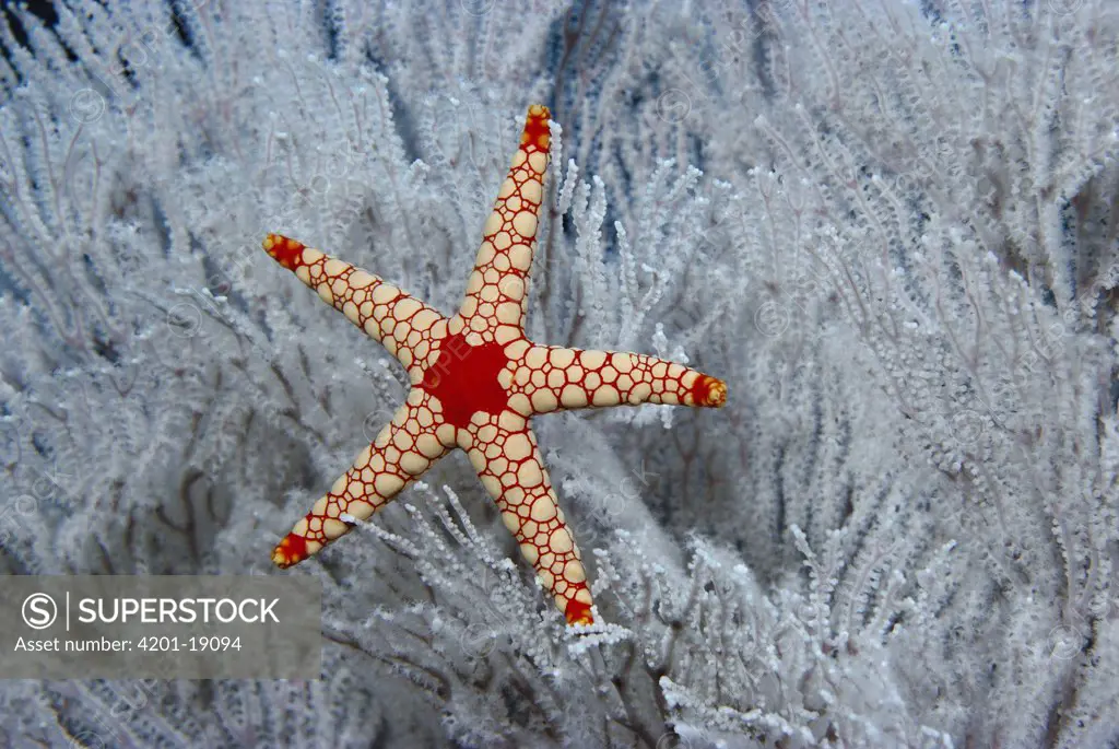 Candy Cane Sea Star (Fromia monilis) in Soft Coral tree, Seychelles