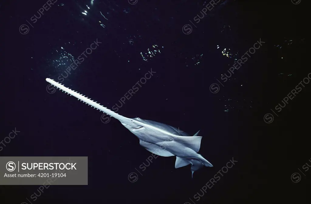 Knifetooth Sawfish (Anoxypristis cuspidata) saw used for burrowing and stunning fish